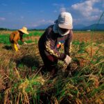 From Fields to Plenary: How Local Producers Are Fighting to Reclaim the Rice Market